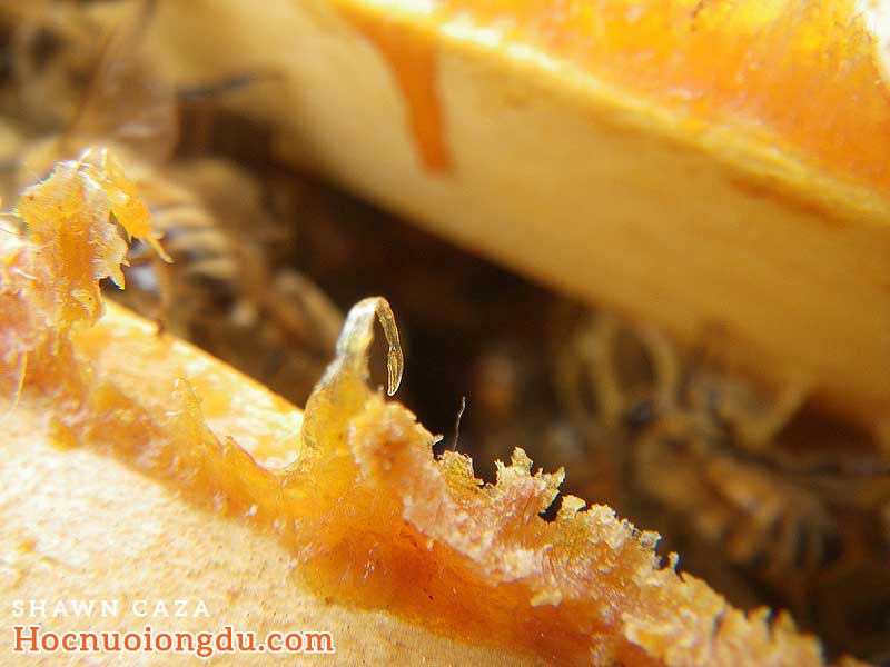 keo ong mật cực kỳ tốt cho sức khỏe với lớp màu trong suốt