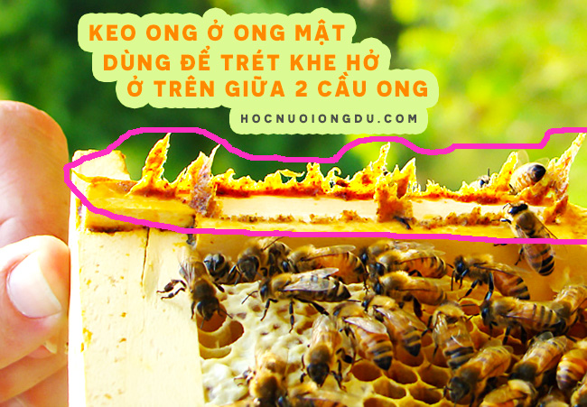keo ong được ong mật tích trữ trên khung cầu ong