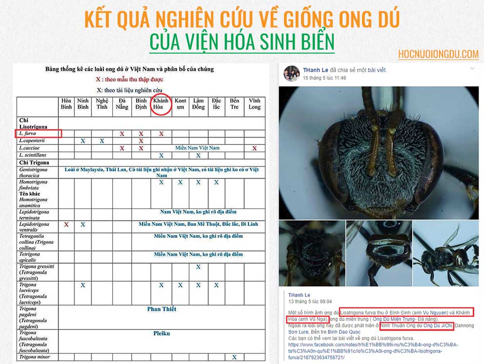 Nghiên cứu về ong dú, Research stingless bee