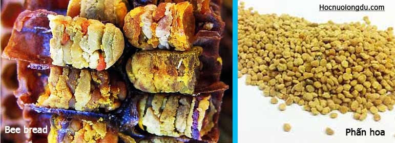phân biệt beebread và phấn hoa rõ ràng giữa hai khái niệm