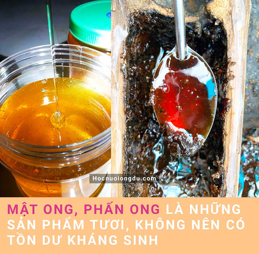 không dùng kháng sinh cho ong sẽ ảnh hưởng tới mật ong