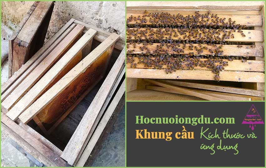 Khung cầu ong là gì và hình ảnh khung cầu nuôi ong trong thùng ong