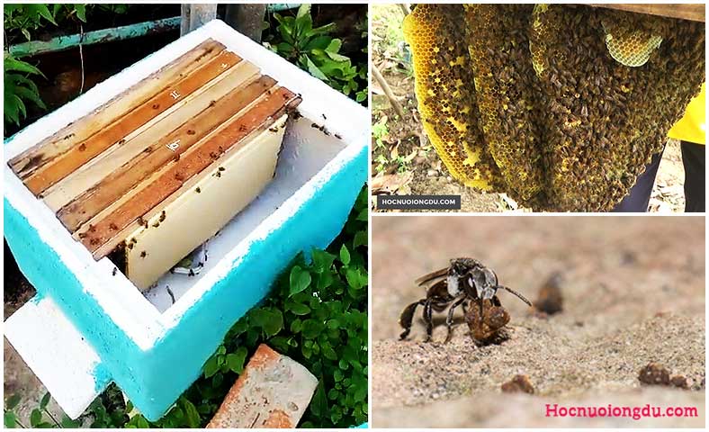Kinh nghiệm nuôi ong bằng thùng xốp