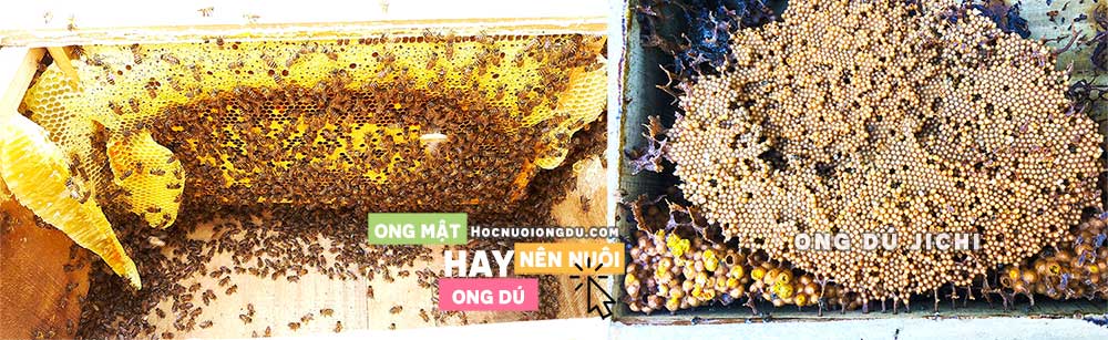 kinh nghiệm nuôi ong lấy mật, nuôi ong dú và ong mật