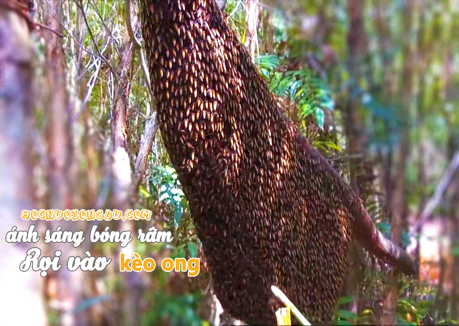 kỹ thuật gác kèo ong phải có ánh sáng rọi vào thân kèo