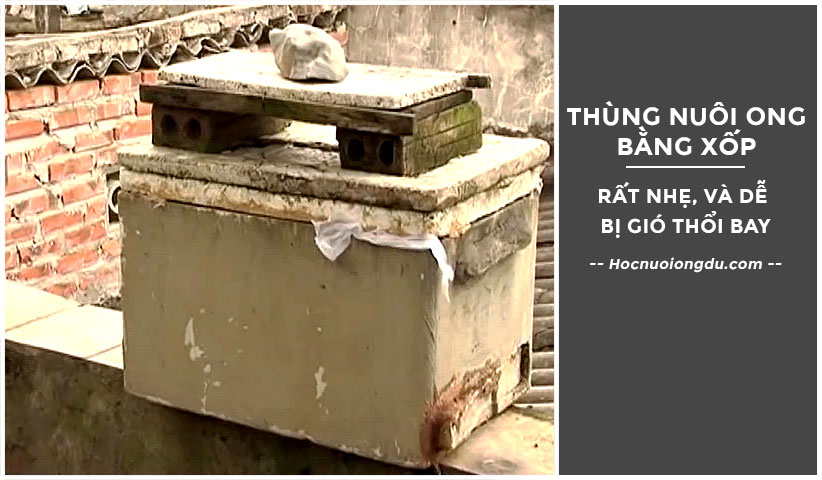 Cách dụ ong mật về làm tổ bằng mô hình nuôi ong thùng xốp
