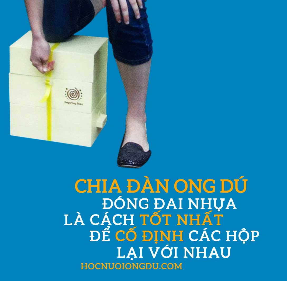 kỹ thuật nuôi ong dú, bee hive boxes