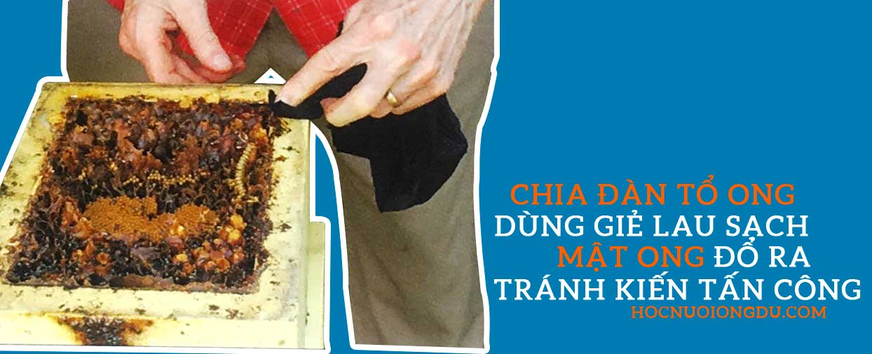 kỹ thuật nuôi ong dú lấy mật