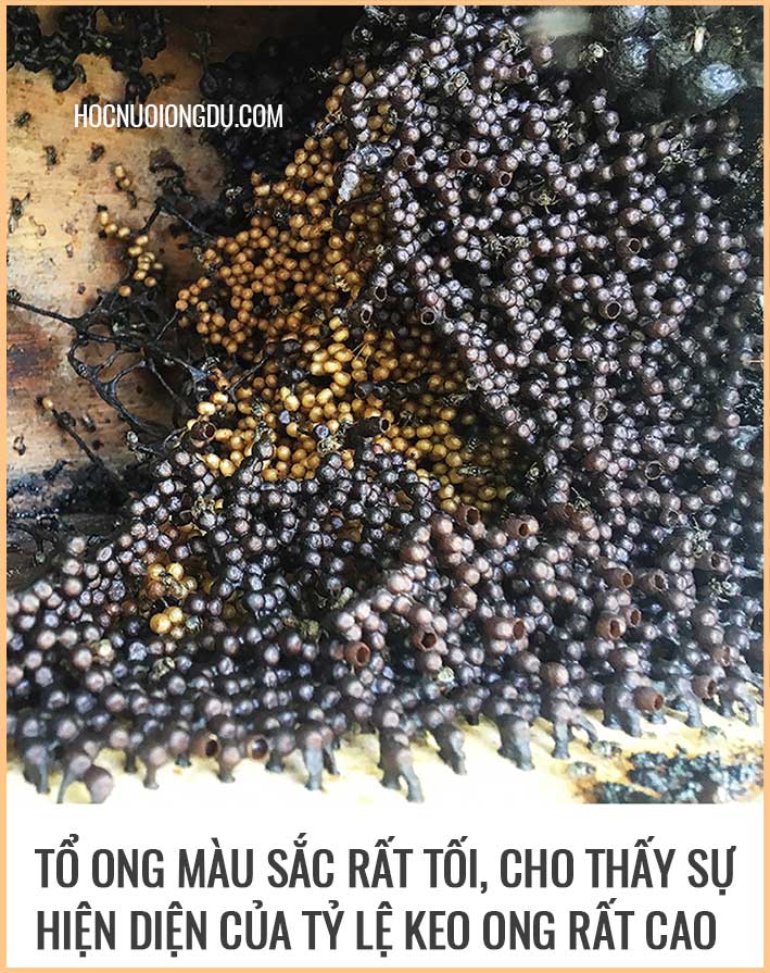 Kỹ thuật tách đàn ong dú với giống ong dú Đắk Lắk