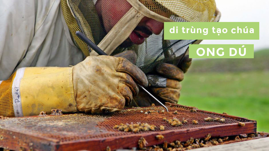 kỹ thuật tạo ong chúa, cách di trùng ong chúa