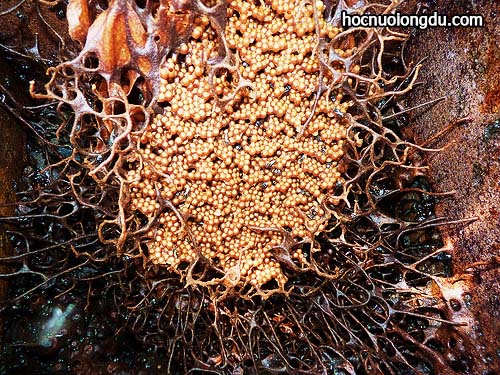 ảnh các kết nối trong một thùng nuôi ong dú