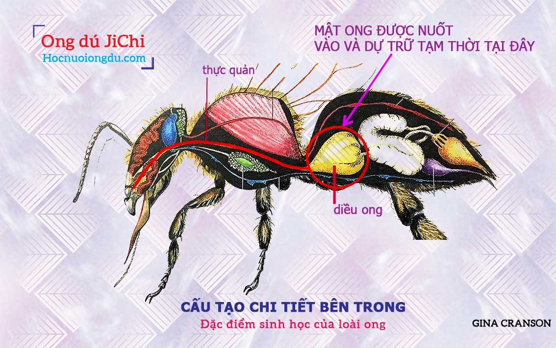 Loài ong làm mật như thế nào, cách ong làm ra mật ong thật