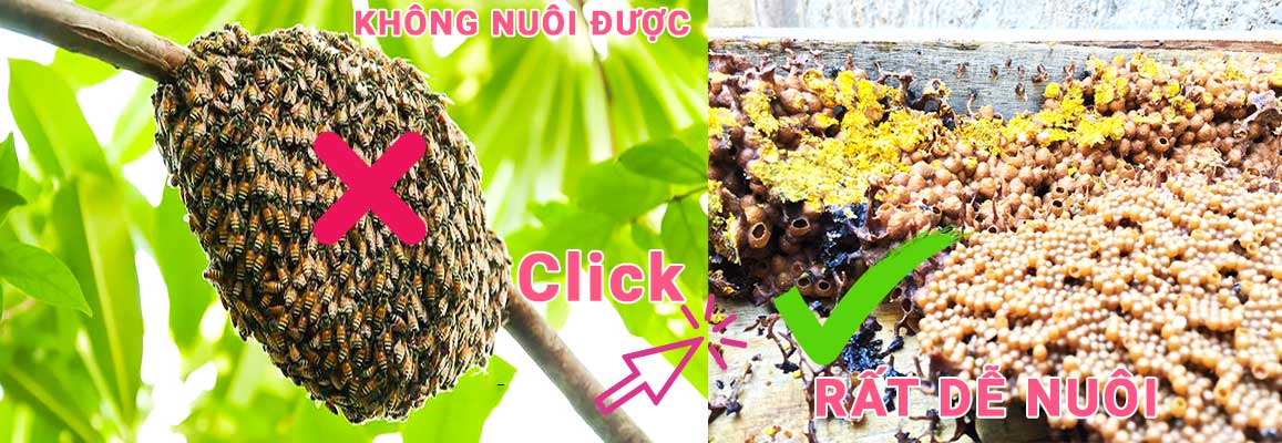 lợi ích của nuôi ong ruồi và nuôi ong dú