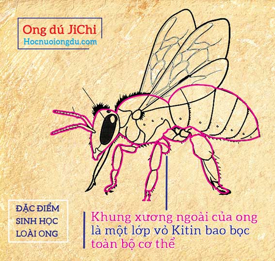 Lớp vỏ kitin bao bọc bên ngoài toàn bộ cơ thể ong