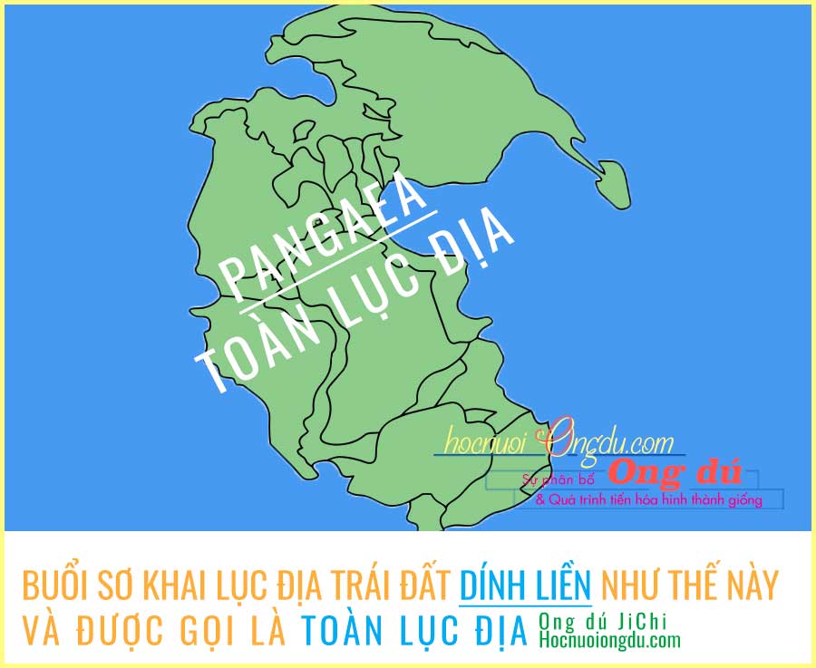 Các lục đị bị trôi dạt, ong dú bắt đầu di cư