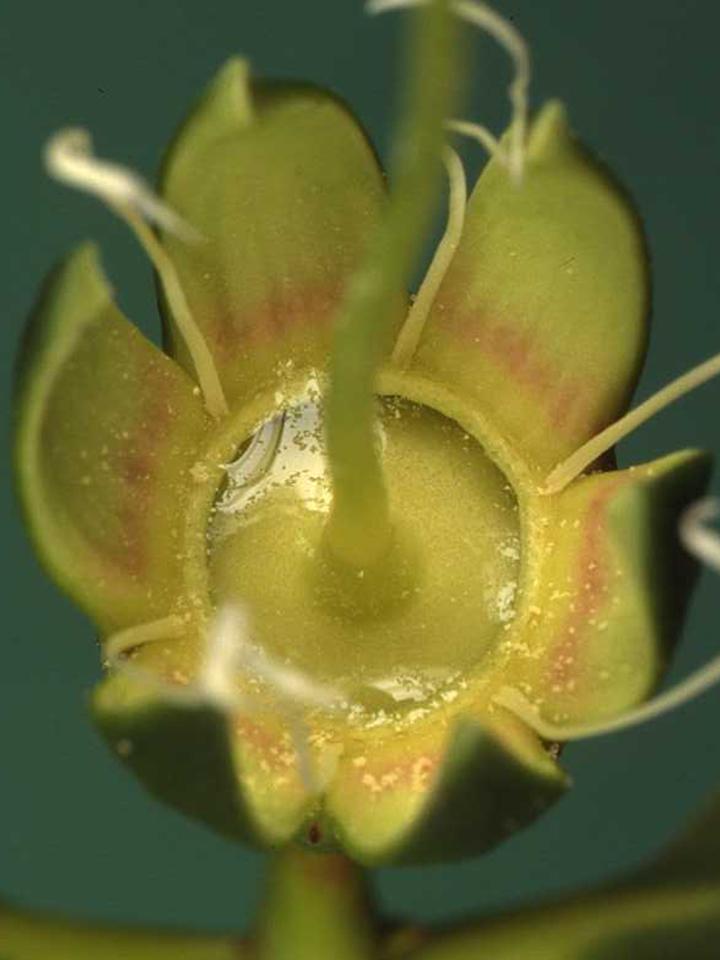 mật hoa trong bông hoa là thức ăn của những con ong