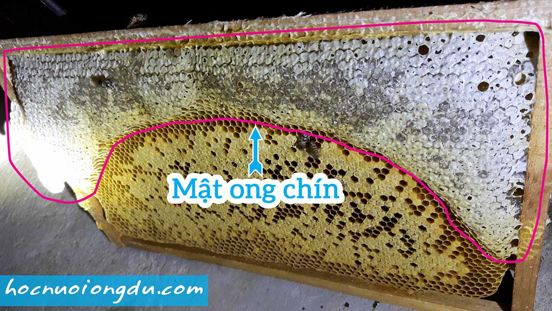 bầu mật ong chín vít nắp mật là loại mật ong tốt nhất