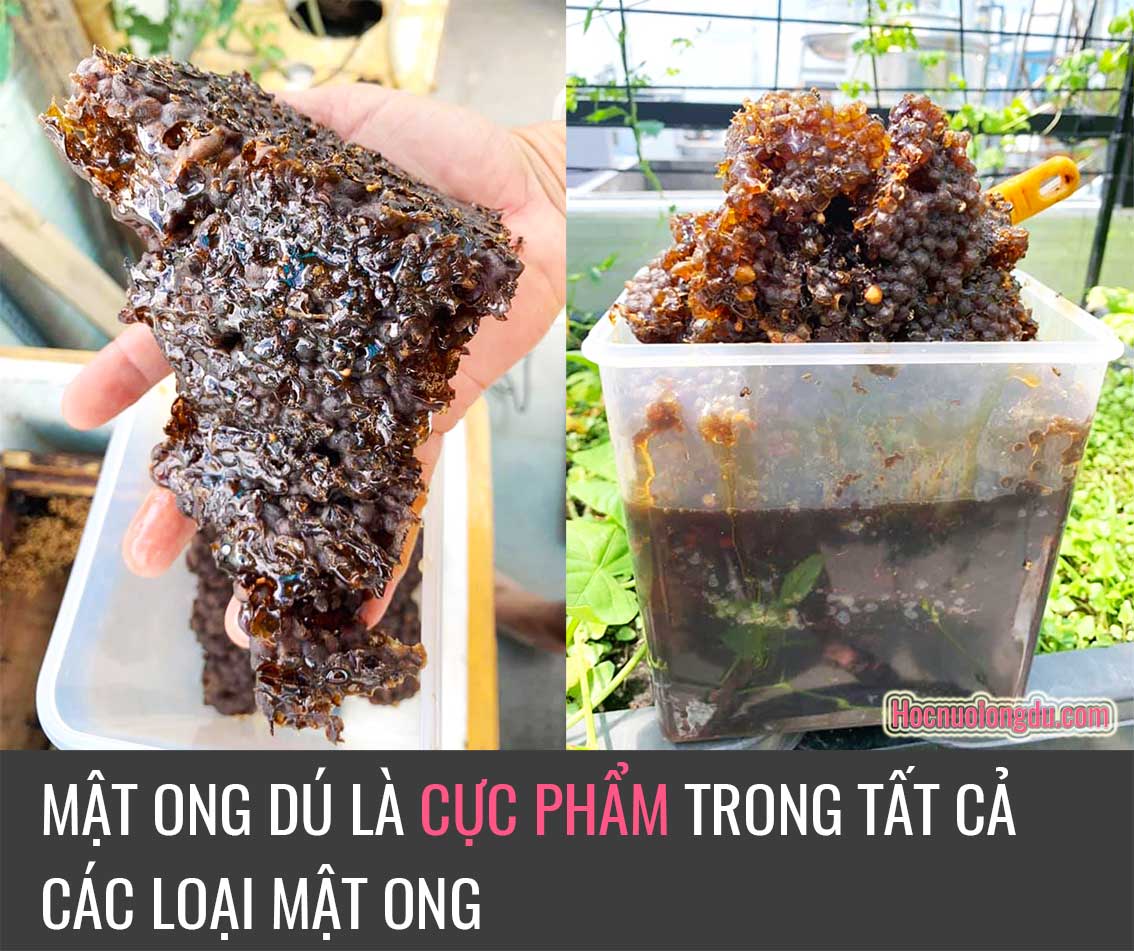 Mật ong dú, cách phân biệt mật ong dú nguyên chất