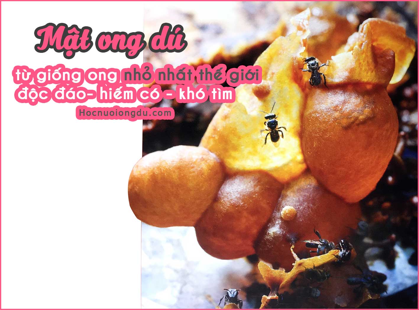 mật ong dú có tác dụng trị bệnh, xứng đáng với giá mua