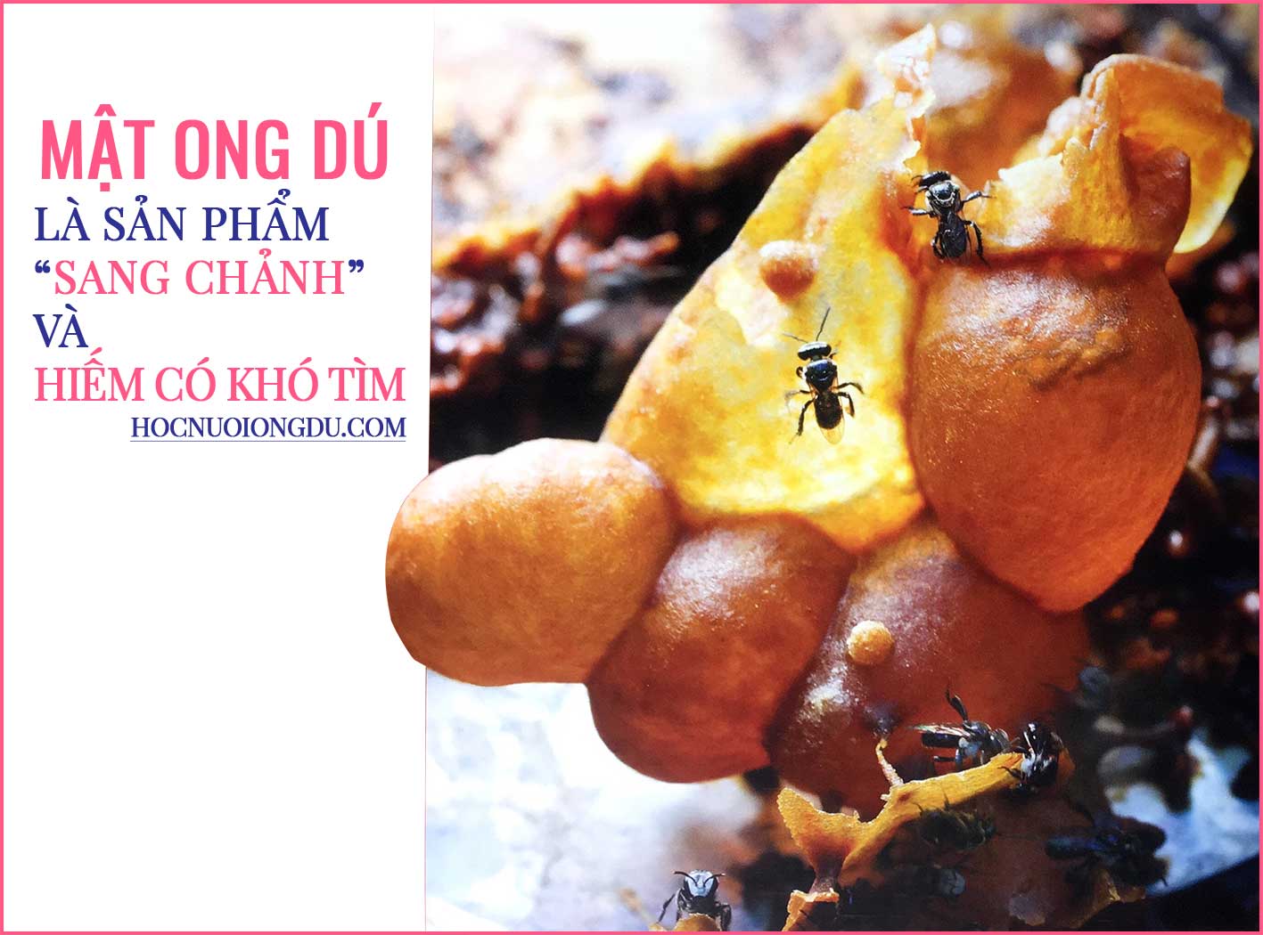 Mật ong dú là thực phẩm chức năng quý giá