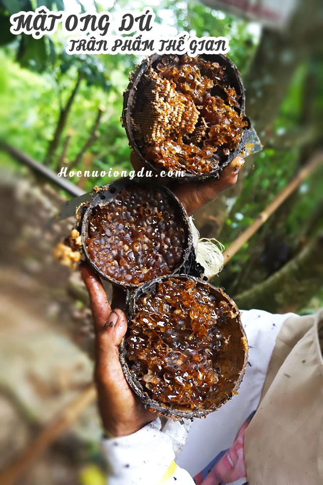 mật ong dú là trân phẩm thế gian