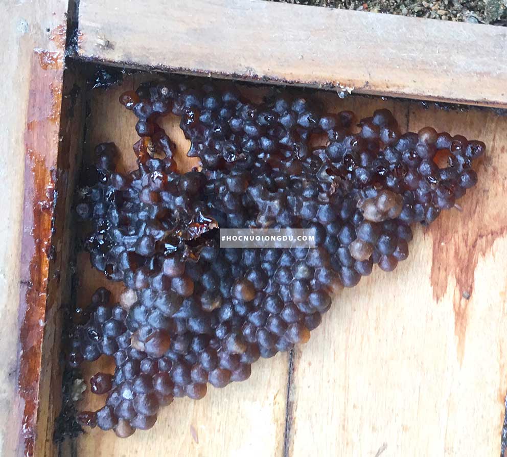 Hình ảnh mật ong dú giống Lisotrigona Furva mua ong giống tại JiChi