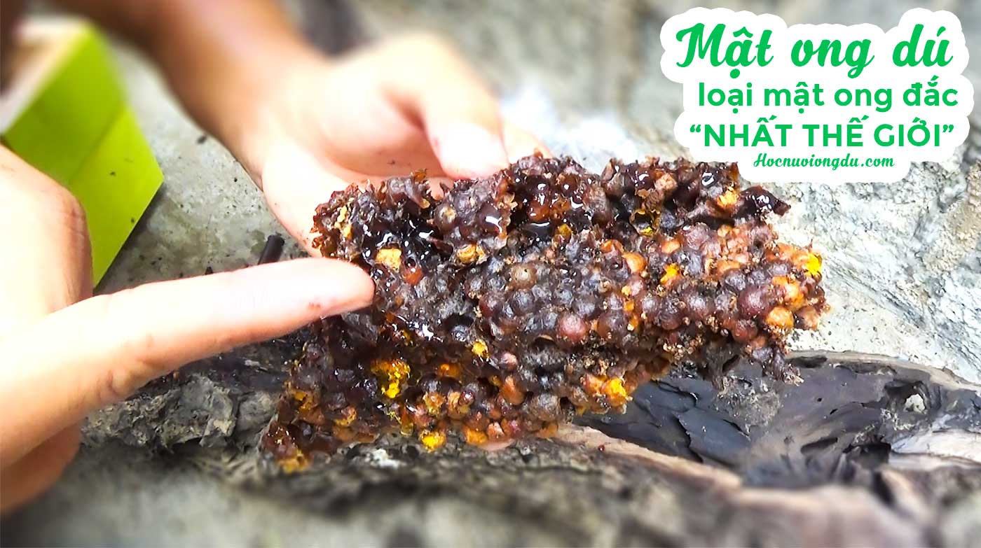 mật ong dú nguyên sáp tổ - native bee honey