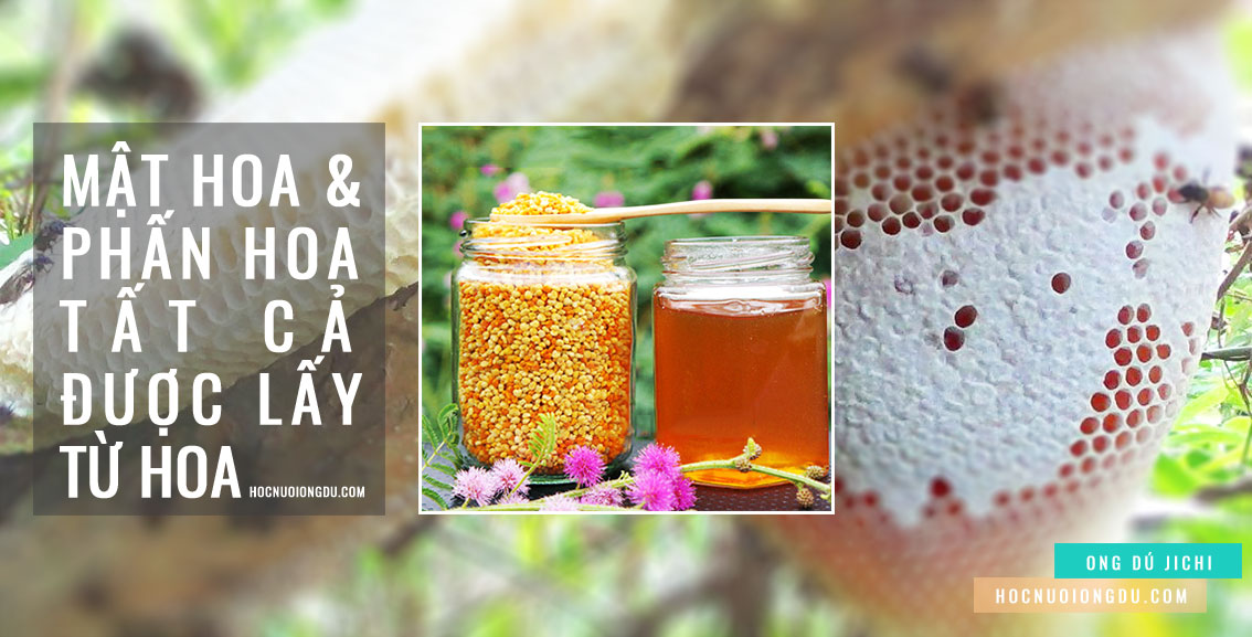 Mật ong dú và phấn hoa được ong dú lấy từ hoa