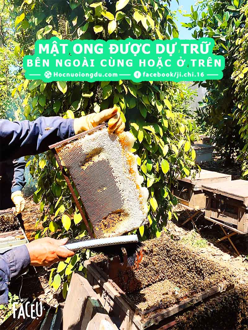 mật ong được ong mật dự trữ trong khung cầu ở ngoài cùng