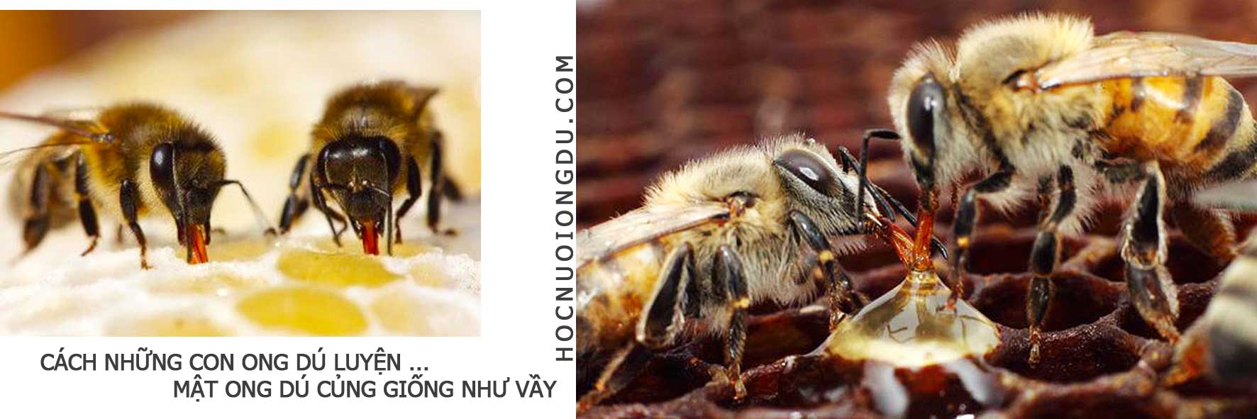 Mật ong nguyên chất được làm ra như thế nào