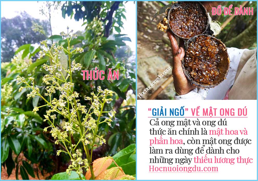 Cả mật ong nguyên chất và mật ong dú đều làm từ mật hoa