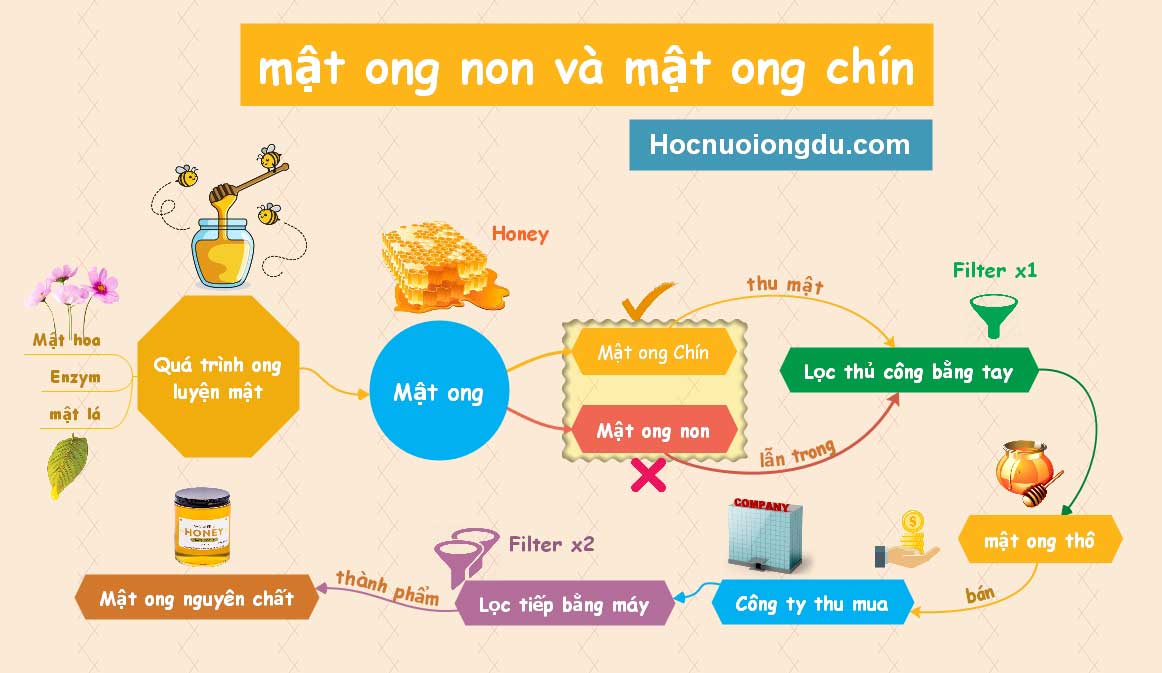 Tìm hiểu về mật ong chín và mật ong non qua hình ảnh làm mật ong