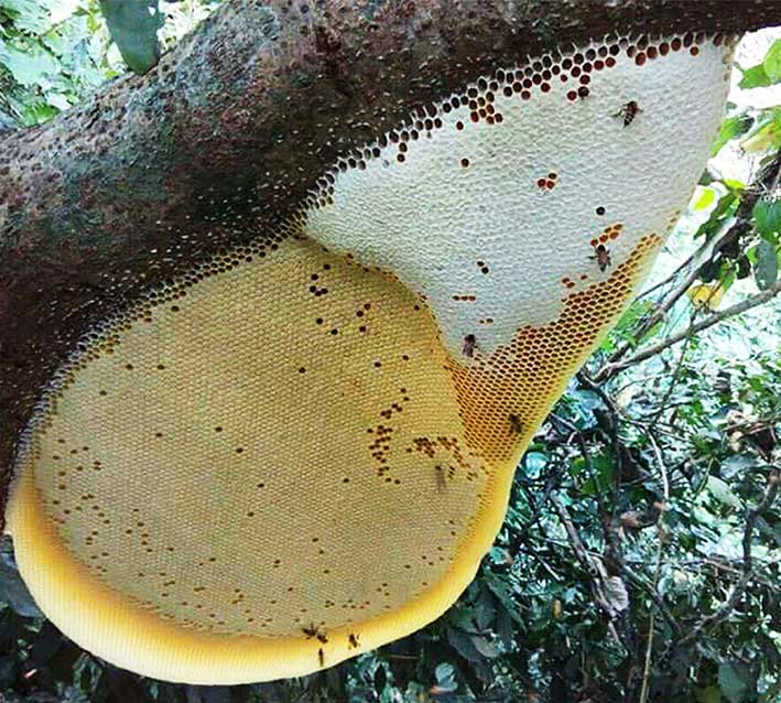 mật ong thiên nhiên hay mật ong thật là mật ong nguyên chất nếu không thêm đường