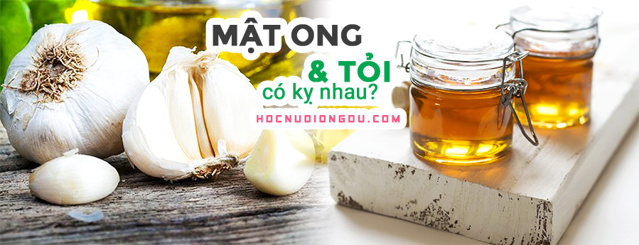 mật ong và tỏi có kỵ nhau không