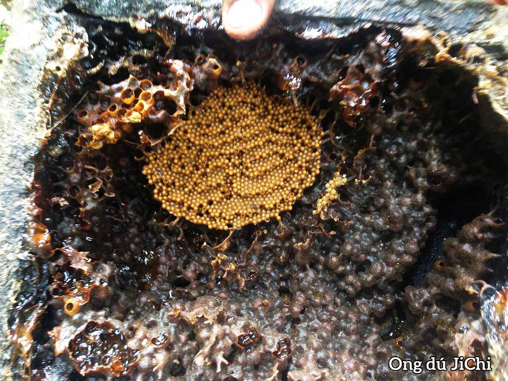 Meliponiculture là nghề nuôi ong dú với giống Meliponi