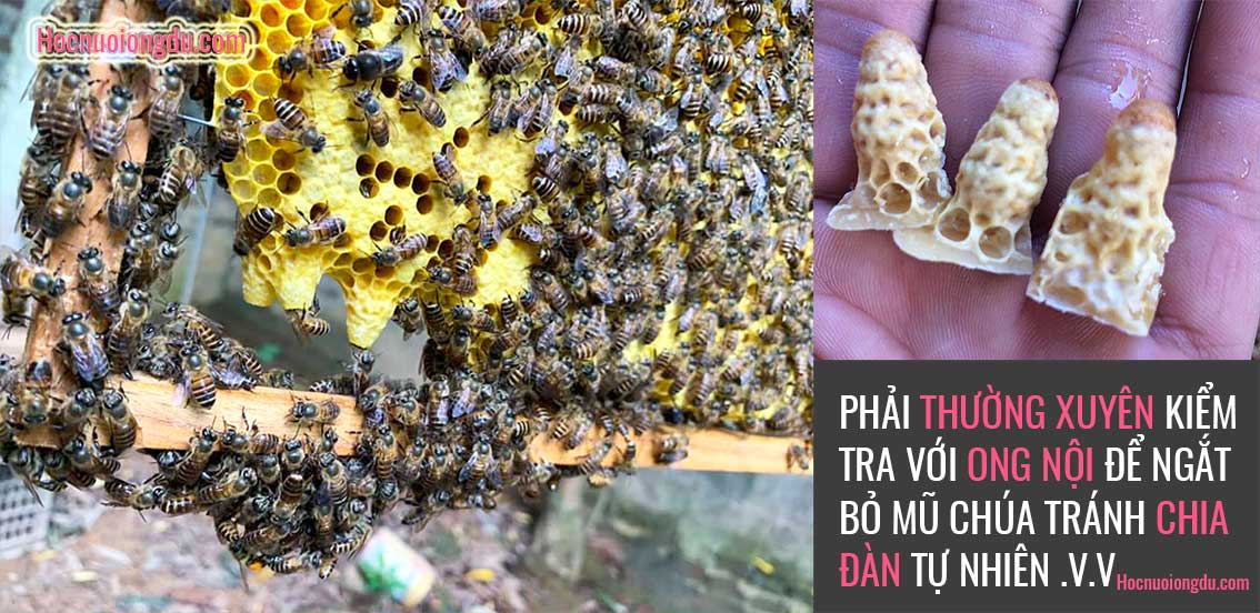 Mũ chúa, mũ ong chúa, mua tổ ong mật về nuôi