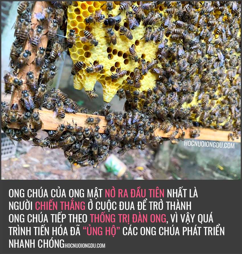 Mũ ong chúa trên cầu ong của ong mật