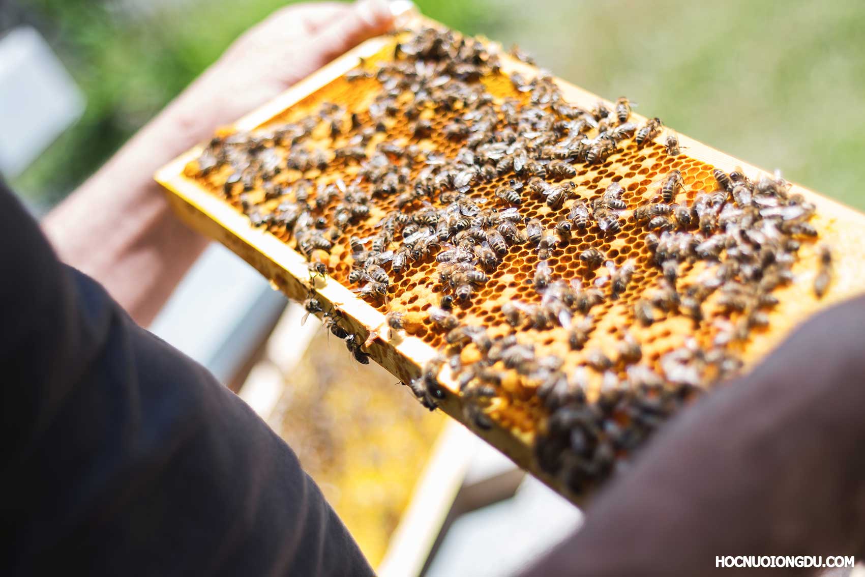 Nên chọn mua mật từ trại nuôi ong gần bạn là tốt nhất