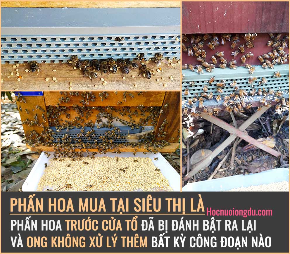 Mua phấn hoa tại siêu thị là phấn hoa trước cửa thùng ong