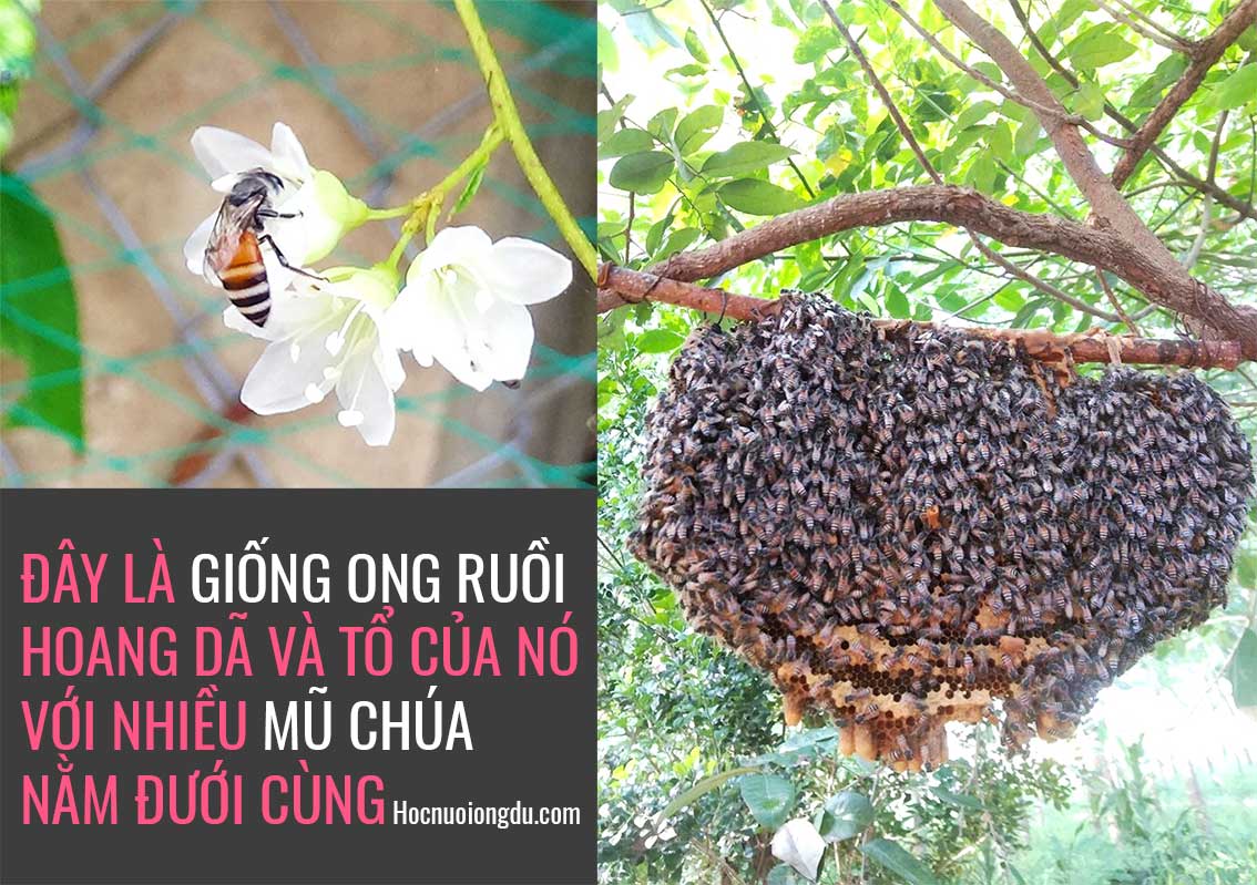 Mua tổ ong ruồi, nuôi ong ruồi