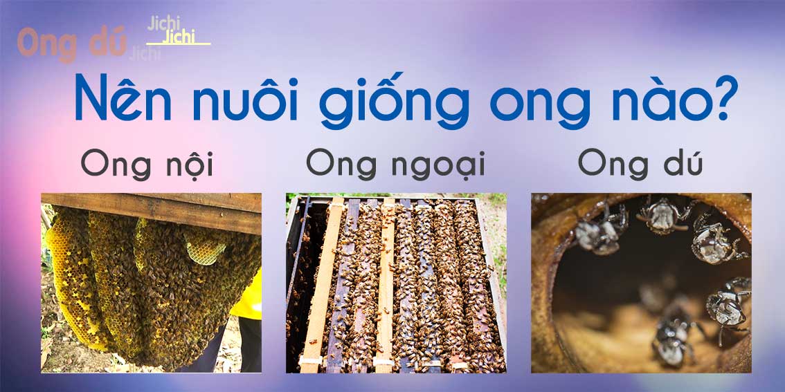 Mua vật tư ngành ong các loại giống ong mật