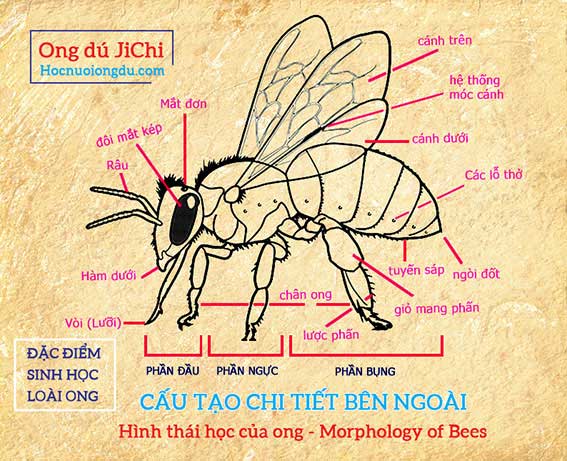 Nên nuôi giống ong mật nào tốt nhất