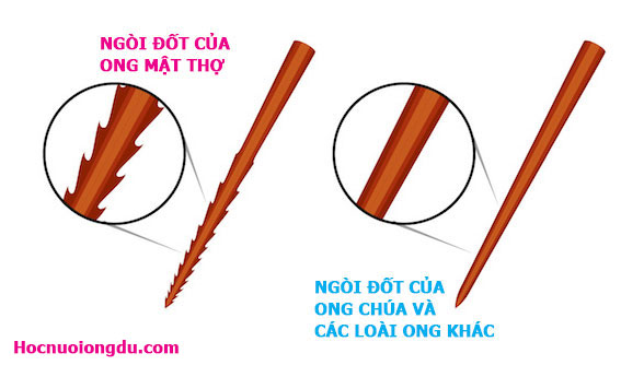 Cấu tạo chi tiết ngòi đốt của các loài ong