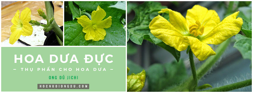 Nhận biết hoa đực hoa cái