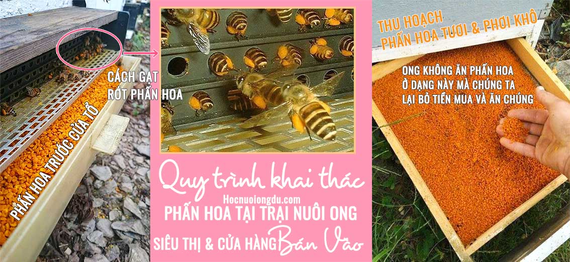 Cách nhận biết phấn hoa anh túc, cách lấy phấn hoa tại trại nuôi ong