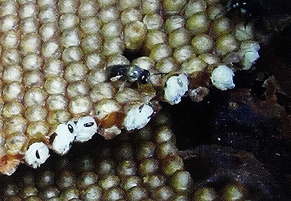 nhộng ong dú được gỡ bỏ lớp kén để thấy bên trong
