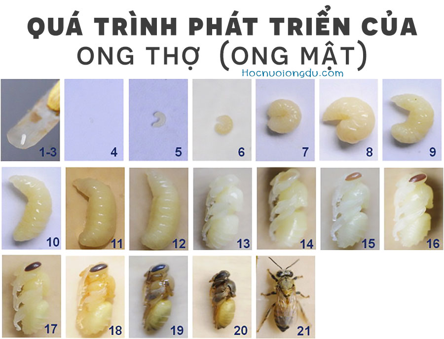 nhộng ong, ấu trùng ong và vòng đời của ong thợ
