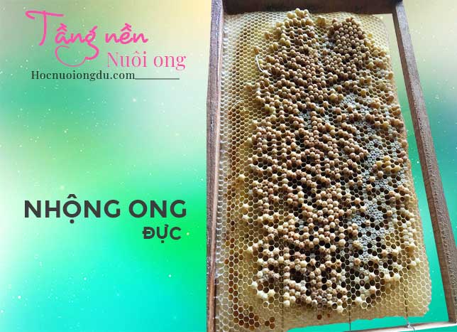 Nhộng ong đực được ong thợ xây trên chân tầng ong giả