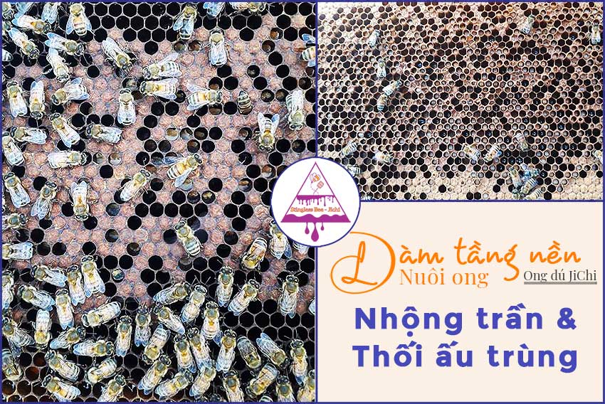 Nhộng trần và thối ấu trùng ở ong do chân tầng bị nhiễm hóa chất