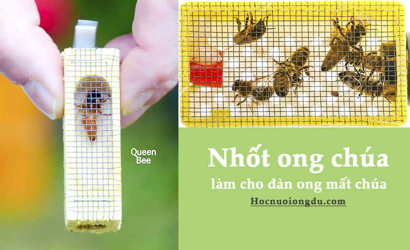 nhốt ong chúa, xử lý đàn ong mất chúa